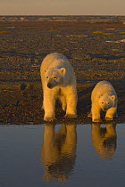Polar bear (Ursus maritimus) female with cub along Bernard Spit, waiting for autumn freeze up so they can head out onto the ice to hunt, Arctic National Wildlife Refuge, Alaska