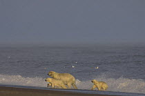 Polar bear (Ursus maritimus) female with cubs emerge from the Beaufort Sea, off the Arctic National Wildlife Refuge, Alaska