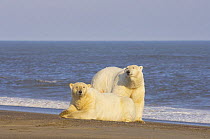 Polar bear (Ursus maritimus) two large males resting on Bernard Spit, as they wait for the autumn freeze up so they can head out onto the sea ice to hunt, Arctic National Wildlife Refuge, Alaska