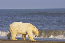 Polar bear (Ursus maritimus) large male walks along Bernard Spit, as it waits for the autumn freeze up so he can head out onto the sea ice to hunt, Arctic National Wildlife Refuge, Alaska