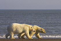 Polar bear (Ursus maritimus) two large males walking along Bernard Spit, as they wait for the autumn freeze up so they can head out onto the sea ice to hunt, Arctic National Wildlife Refuge, Alaska