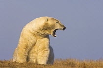 Polar bear (Ursus maritimus) large adult male yawns displaying discomfort or a warning to stay away, Bernard Spit, Arctic National Wildlife Refuge, Alaska