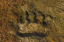 Polar bear (Ursus maritimus) footprint / track on Bernard Spit, a barrier island off the Arctic National Wildlife Refuge, Alaska