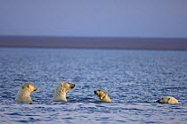 Polar bear (Ursus maritimus) adult and cubs swimming along the coast off the Arctic National Wildlife Refuge, Alaska