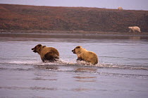 Grizzly bear {Ursus arctos horribilis} two cubs run to catch up with their mother along the Arctic coast, Polar bears in the background, off the eastern Arctic National Wildlife Refuge, Alaska