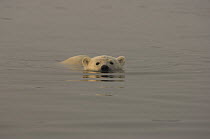 Polar bear (Ursus maritimus) cub swimming along the coast off the Arctic National Wildlife Refuge, Alaska 