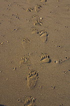 Polar bear (Ursus maritimus) footprints / tracks along a beach on Bernard Spit, Arctic National Wildlife Refuge, Alaska