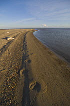 Polar bear (Ursus maritimus) footprints or tracks along a beach on Bernard Spit, Arctic National Wildlife Refuge, Alaska