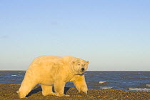 Polar bear (Ursus maritimus) female walks along a sandspit looking for scraps of Bowhead whale meat during spring whaling season, Barter Island, Arctic National Wildlife Refuge, Alaska