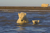 Polar bear (Ursus maritimus) female with young cub curious to check out the photographer and play in the water along Bernard Spit during summer, off Barter Island, Arctic National Wildlife Refuge, Ala...