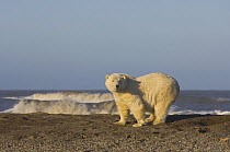 Polar bear (Ursus maritimus) adult female scavenging for scrapes of Bowhead whale meat after autumn whaling season, Barter Island, Arctic National Wildlife Refuge, Alaska