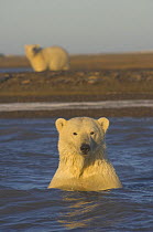 Polar bear (Ursus maritimus) curious adult female check out the photographer, along a barrier island off the Arctic National Wildlife Refuge, Alaska 