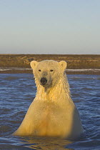 Polar bear (Ursus maritimus) curious adult female check out the photographer, along a barrier island off the Arctic National Wildlife Refuge, Alaska
