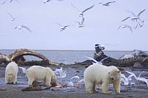 Polar bear (Ursus maritimus) female with cubs scavenge a Bowhead whale {Balaena mysticetus} carcass, after autumn whaling season, Barter Island, Arctic National Wildlife Refuge, Alaska