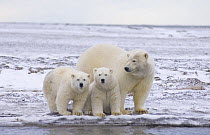 Polar bear (Ursus maritimus) female and cubs along a barrier island in early autumn, off Barter Island and the Arctic National Wildlife Refuge, Alaska