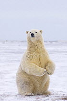 Polar bear (Ursus maritimus) subadult sits up on its hind legs to get a better view of what is approaching, along a barrier island in early autumn, off Barter Island and the Arctic National Wildlife R...