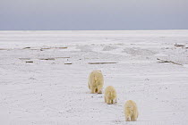 Polar bear (Ursus maritimus) female and cubs walk along a barrier island in search of food during early autumn, Barter Island and the Arctic National Wildlife Refuge, Alaska