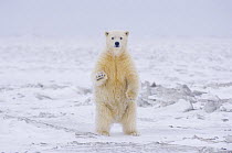 Polar bear (Ursus maritimus) curious cub stands on newly formed autumn pack ice, off Barter Island the the Arctic National Wildlife Refuge, Alaska