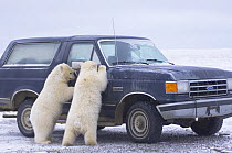 Polar bear (Ursus maritimus) pair of curious cubs check out a truck outside the Inupiaq village of Kaktovik, Barter Island, 1002 area of the Arctic National Wildlife Refuge, Alaska