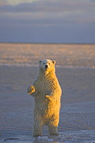 Polar bear (Ursus maritimus) curious cub stands on newly formed autumn pack ice, off Barter Island the the Arctic National Wildlife Refuge, Alaska