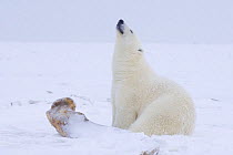 Polar bear (Ursus maritimus) adult scents the air as it sits next to a Bowhead whale {Balaena mysticetus} bone, off Barter Island and the 1002 area of the Arctic National Wildlife Refuge, Alaska