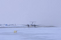 Polar bear (Ursus maritimus) adult walking alongside an airport runway as a plane prepares to take off, outside the Inupiaq village of Kaktovik, Barter Island, 1002 area of the Arctic National Wildlif...