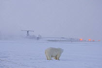Polar bear (Ursus maritimus) female and cub alongside an airport runway as a plane prepares to take off, outside the Inupiaq village of Kaktovik, Barter Island, 1002 area of the Arctic National Wildli...