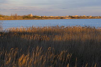 Reed beds with the town of Aigues Mortes in the background, Camargue, France