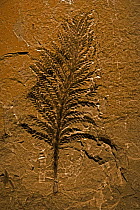 Fossil tree fern {Archaeopteris sp} from the Late Devonian period, Quebec, Canada.