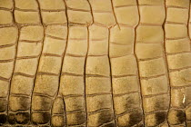Close up of skin on underside of American Alligator (Alligator mississippiensis) Louisiana, USA