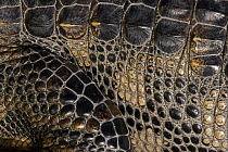 Close up of skin of American Alligator (Alligator mississippiensis) Louisiana, USA