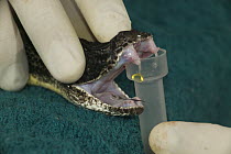 Taking venom from Timber Rattlesnake {Crotalus horridus} NE USA