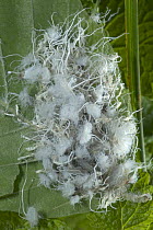 Woolly Aphids {Eriosomatidae} New York, USA