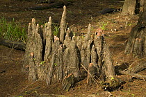 Bald cypress tree (Taxodium distichum) knees (woody projections sent above the ground or water that are part of the root system) Louisiana, USA