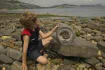 Boy with fossil of Ammonite {Asteroseras sp} prepared specimen, Lyme Regis, Jurassic coast World Heritage Site, Dorset, UK, model released