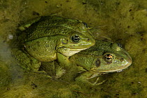 Iberian green / Western marsh frogs (Rana perzi) mating pair in amplexus, Spain