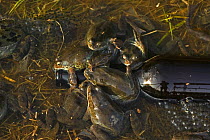 Common Frogs ( Rana temporaria) males attempting to mate with a bottle, UK