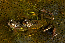 Common frogs (Rana temporaria) mating pair in amplexus, surrounded by frogspawn, UK