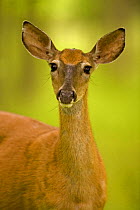 White-tailed deer (Odocoileus virginianus) female, portrait, New York, USA