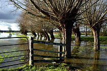 Flooded willows, Tadham Moor, Somerset levels, UK