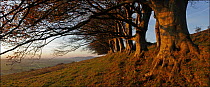 Row of Beech trees {Fagus sylvatica} Mendip Scarp, Somerset, UK