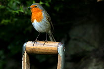 Robin {Erithacus rubecula} perched on garden fork, UK