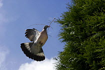 Wood Pigeon {Columba palumbus} flying to nest with nesting material, Somerset, UK