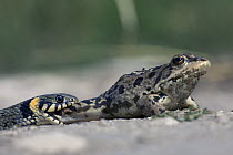 Grass Snake (Natrix natrix) predating an Edible frog (Rana esculenta) Bulgaria, sequence 1/2