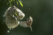 Penduline tit (Remiz pendulinus) flying to its nest, Bulgaria