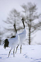Japanese / Red-crowned crane (Grus japonensis), pair displaying, calling, in snow, Tsurui-Ito Tancho Sanctuary, Hokkaido, Japan