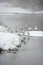 Japanese / Red-crowned crane (Grus japonensis) flock standing in water of the Setsuri river where they roost overnight, Kushiro-Shitsugen National Park, Hokkaido, Japan