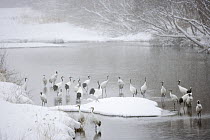 Japanese / Red-crowned crane (Grus japonensis) flock standing in water of the Setsuri river where they roost overnight, Kushiro-Shitsugen National Park, Hokkaido, Japan