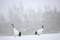 Japanese / Red-crowned crane (Grus japonensis)pair in snow-covered landscape, snowing, Tsurui, Kushiro-Shitsugen National Park, Hokkaido, Japan