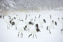 Japanese / Red-crowned crane (Grus japonensis)flock feeding and displaying in snow, Tsurui, Kushiro-Shitsugen National Park, Hokkaido, Japan